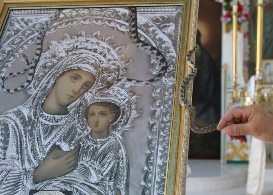 Η εικόνα της Παναγίας πήρε το όνομά της από τα μικρά ακίνδυνα φιδάκια που εμφανίζονται.